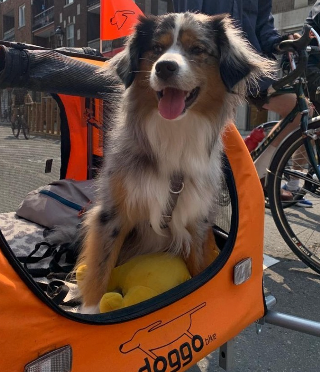 10 Fun Adventures to Take With Your Dog Bike Trailer This Summer
