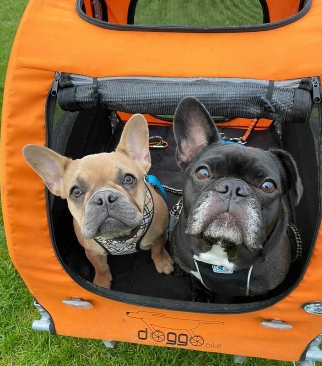 5 Reasons Why a Dog Bike Trailer Is the Best Investment for Active Pet Owners