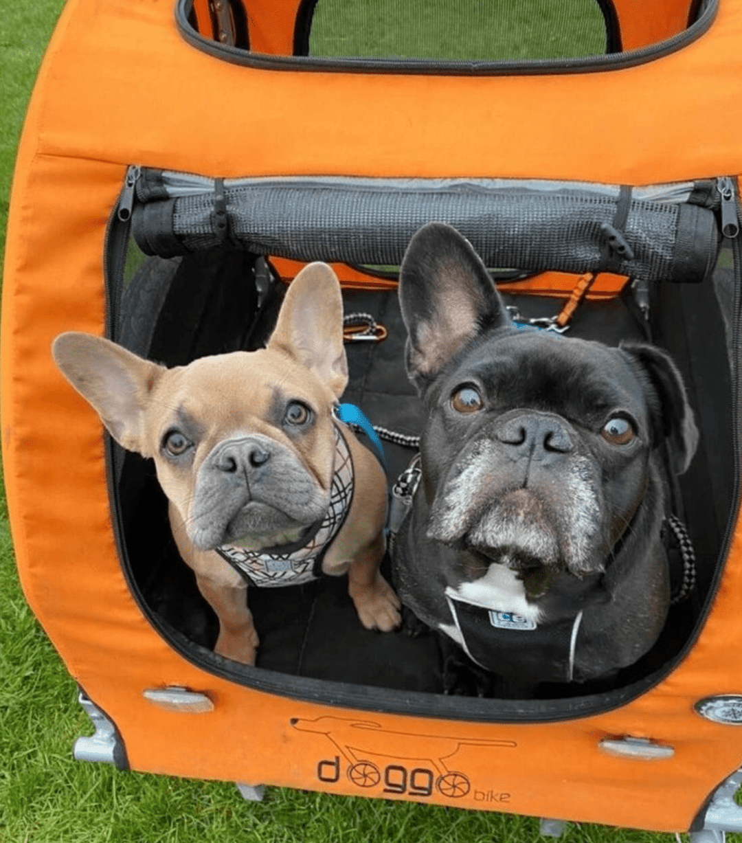 5 Reasons Why a Dog Bike Trailer Is the Best Investment for Active Pet Owners