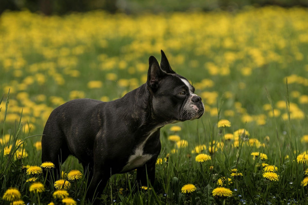 Biking with Fido: Top Dog-Friendly Biking Destinations in Montreal