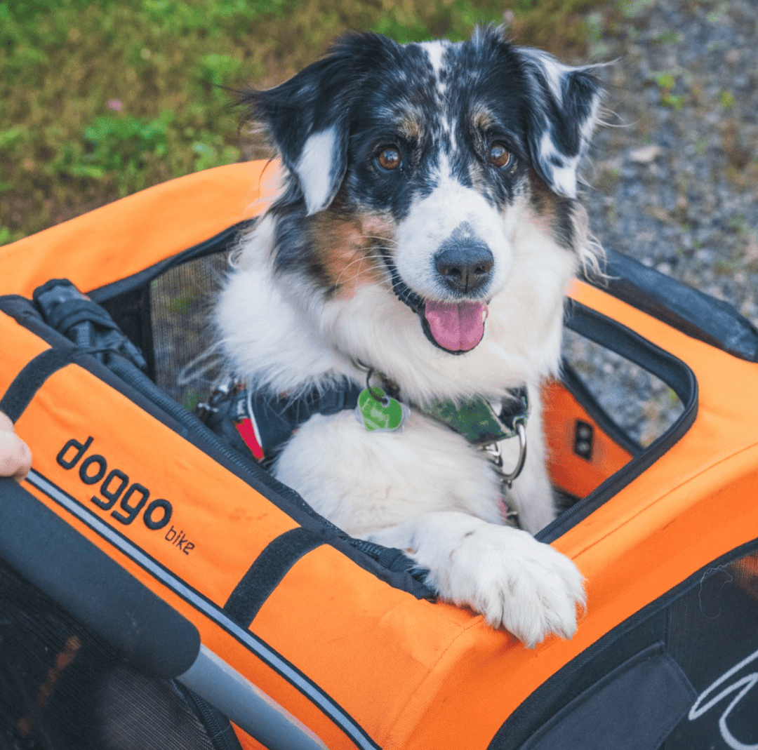 Healthy Paws, Happy Hearts: The Connection Between Dogs and Cardiovascular Health