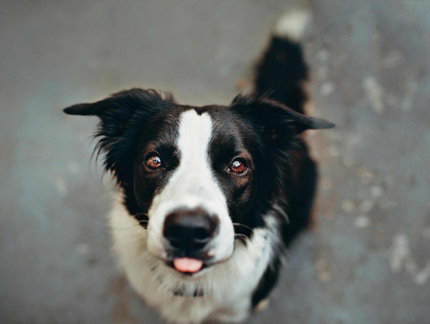 Pedal Pals: Dog Breeds Perfect for Biking Adventures - Doggo Bike