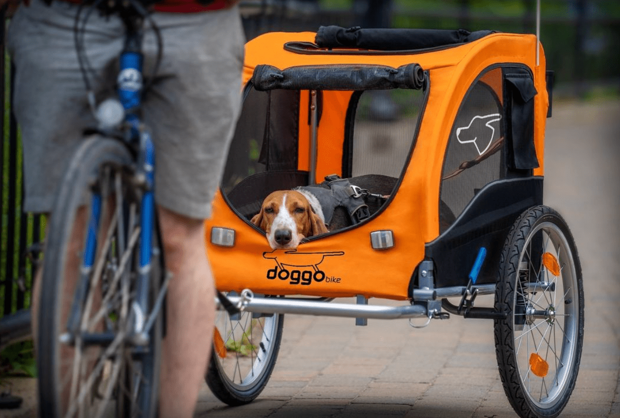 Unleash the Adventure: Becoming a Consistent Biker with Your Canine Companion - Doggo Bike