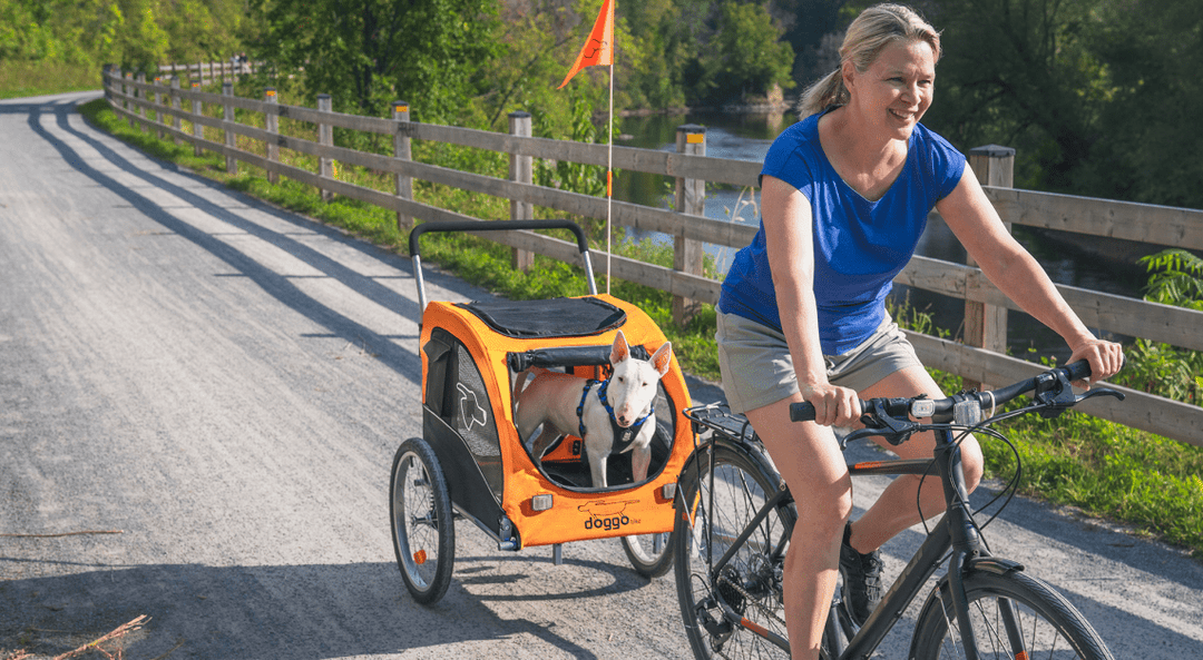 Urban Biking with Your Dog: Tips for City Riders