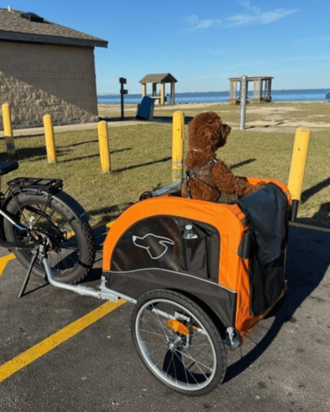 Why Your Dog Needs More Than Just Walks: The Case for Active Adventures - Doggo Bike