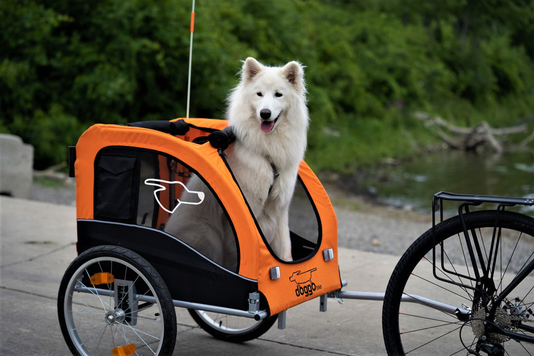 Doggo Bike trailer with white Samoyed dog inside