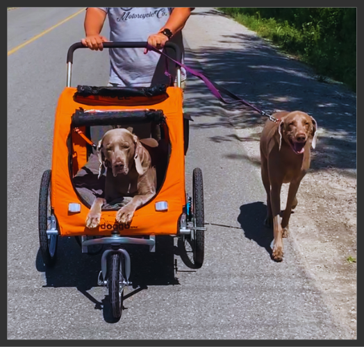 Doggo Bike trailer Premium Dog Bike Trailer developed for your dog