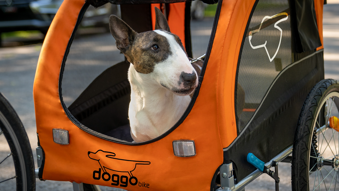 Westly Dog close-up Doggo Bike trailer