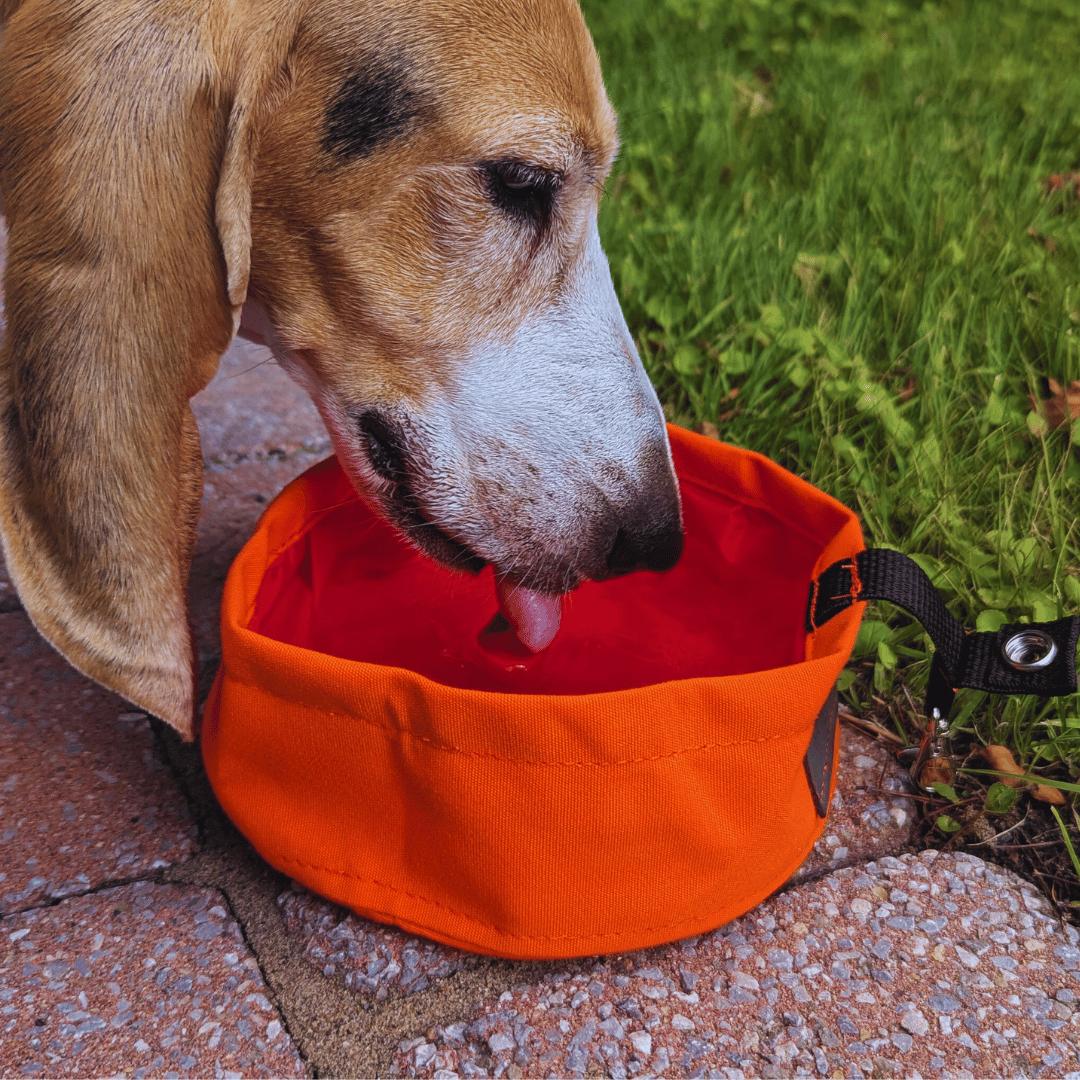 Portable bowl - Doggo Bike