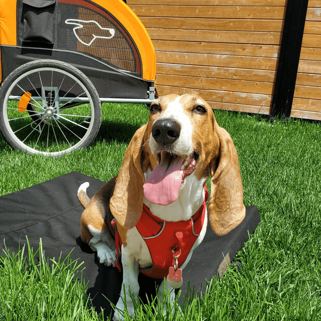 Comfort cushion for Doggo Bike™ trailers - Doggo Bike